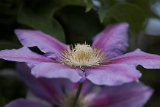 Clematis 'Nelly Moser' 01